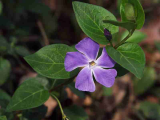 Vinca - Vinca.jpg