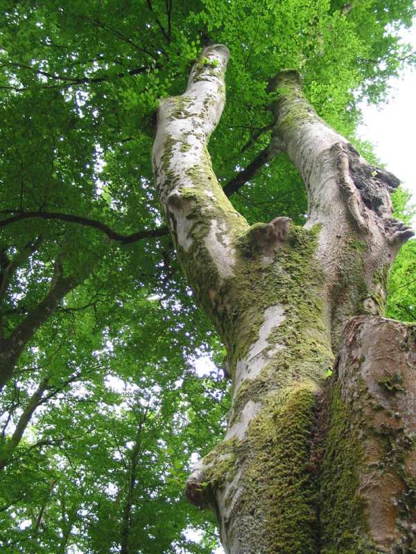 old-tree.jpg
