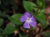 Vinca - Vinca.jpg