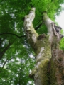 An old tree - old-tree.jpg