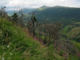 Puy Violent - puy-violent.jpg